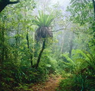 Lamington National Park and OReillys - Accommodation Mount Tamborine