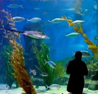 Melbourne Aquarium - Accommodation Mount Tamborine