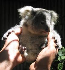 Koala Park Sanctuary - Accommodation Mount Tamborine 1