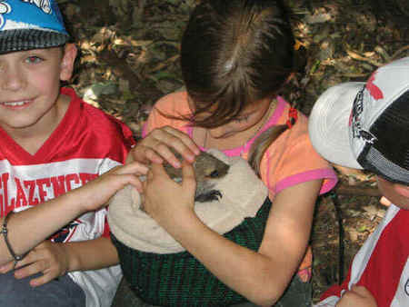 Koala Park Sanctuary - Accommodation Mount Tamborine 3