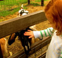 Collingwood Children's Farm - Accommodation Mount Tamborine