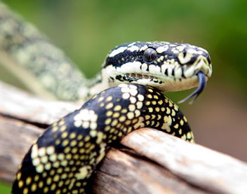 Reptile Encounters - Accommodation Mount Tamborine 0