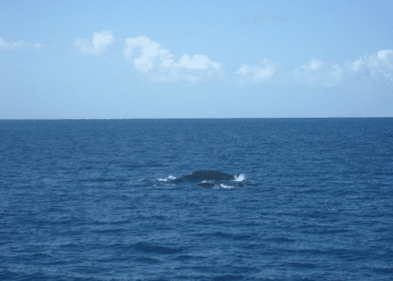 Carlo Fishing Charters - Accommodation Mount Tamborine 1