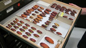 Western Australian Museum - Accommodation Mount Tamborine 1