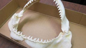 Western Australian Museum - Accommodation Mount Tamborine 2