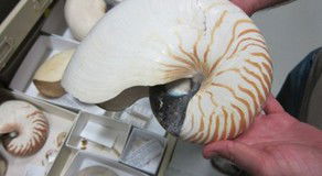 Western Australian Museum - Accommodation Mount Tamborine 3