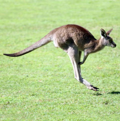 Lone Pine Koala Sanctuary - Accommodation Mount Tamborine 4