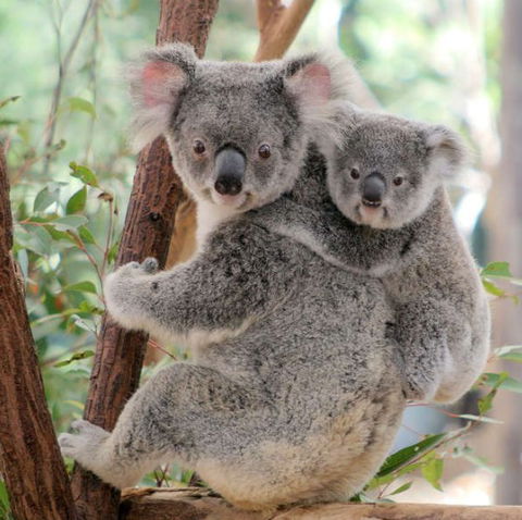 Lone Pine Koala Sanctuary - Accommodation Mount Tamborine 6