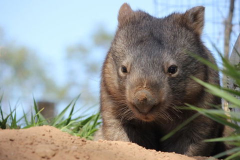Lone Pine Koala Sanctuary - Accommodation Mount Tamborine 7