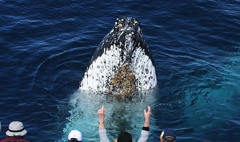 Spirit Of Gold Coast Whale Watching - Accommodation Mount Tamborine 1
