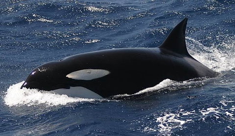 Spirit Of Gold Coast Whale Watching - Accommodation Mount Tamborine 2