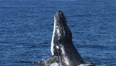 Spirit Of Gold Coast Whale Watching - Accommodation Mount Tamborine 3