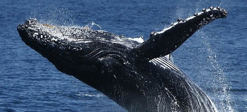 Spirit Of Gold Coast Whale Watching - Accommodation Mount Tamborine 5