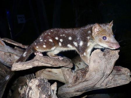 East Coast Natureworld - Accommodation Mount Tamborine 5