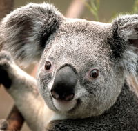 Potoroo Palace - Accommodation Mount Tamborine