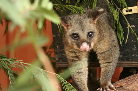 Potoroo Palace - Accommodation Mount Tamborine 3