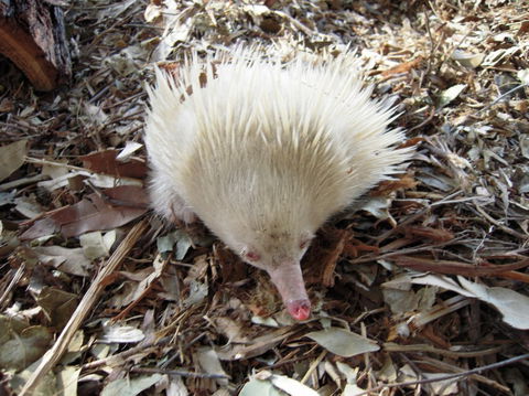 Potoroo Palace - Accommodation Mount Tamborine 4