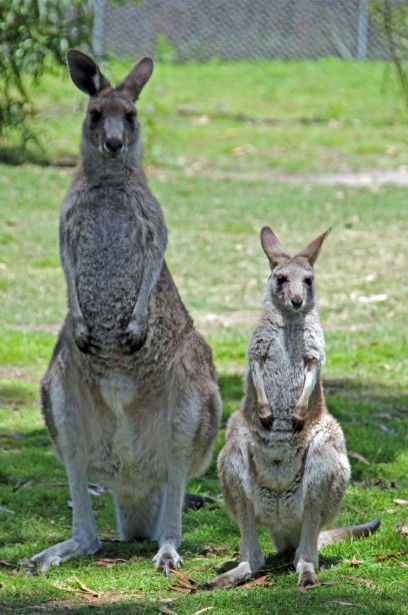 Potoroo Palace - Accommodation Mount Tamborine 5