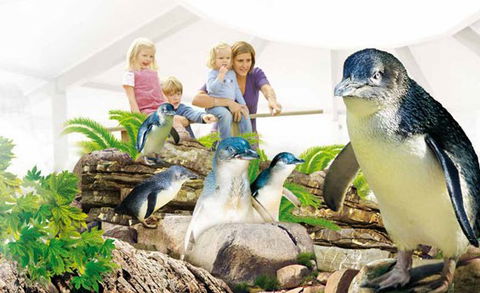 Manly SEA LIFE Sanctuary - Accommodation Mount Tamborine 1