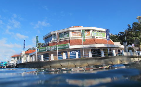 Manly SEA LIFE Sanctuary - Accommodation Mount Tamborine 2