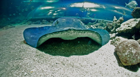 Manly SEA LIFE Sanctuary - Accommodation Mount Tamborine 3