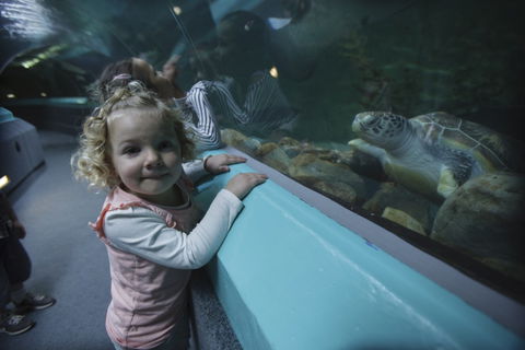 Manly SEA LIFE Sanctuary - Accommodation Mount Tamborine 4