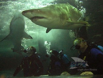 Manly SEA LIFE Sanctuary - Accommodation Mount Tamborine 5