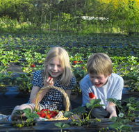Blue Hills Berries  Cherries - Accommodation Mount Tamborine