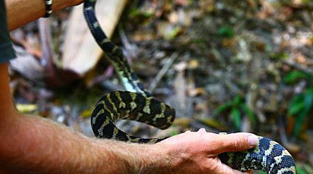 Queensland Day Tours - Accommodation Mount Tamborine 1