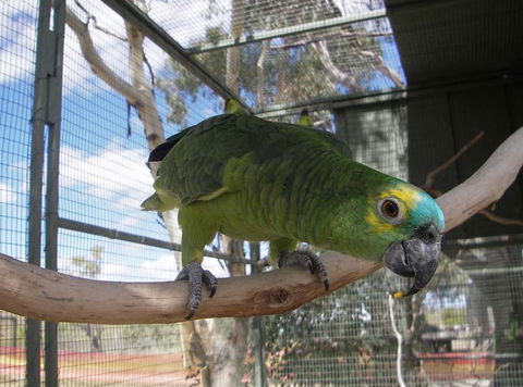 Darling Downs Zoo - Accommodation Mount Tamborine 1
