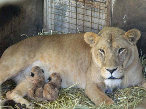 Darling Downs Zoo - Accommodation Mount Tamborine 2