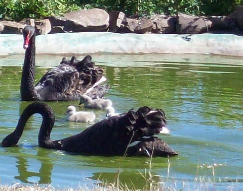 Darling Downs Zoo - Accommodation Mount Tamborine 3