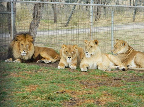 Darling Downs Zoo - Accommodation Mount Tamborine 4