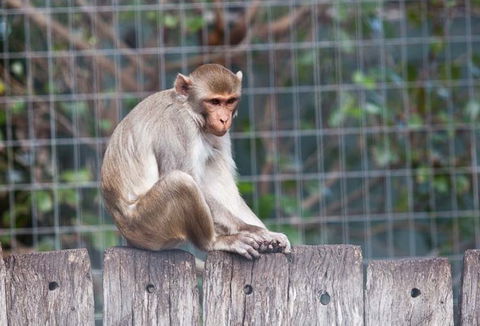 Darling Downs Zoo - Accommodation Mount Tamborine 5