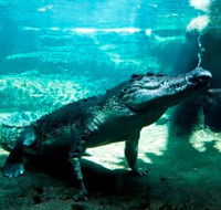 WILD LIFE Sydney Zoo - Accommodation Mount Tamborine