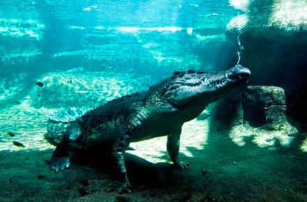 WILD LIFE Sydney Zoo - Accommodation Mount Tamborine 0