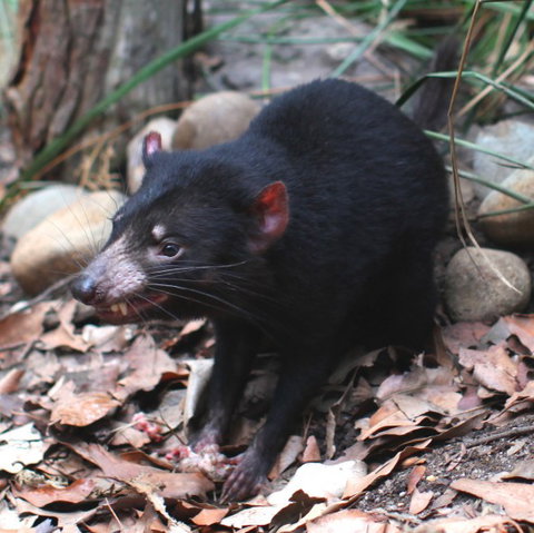 WILD LIFE Sydney Zoo - Accommodation Mount Tamborine 5