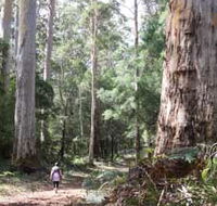 Warren River Loop Walk - Accommodation Mount Tamborine