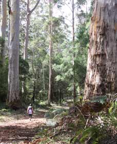 Warren River Loop Walk - Accommodation Mount Tamborine 0