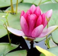 The Lotus Day Spa and Retreat - Accommodation Mount Tamborine