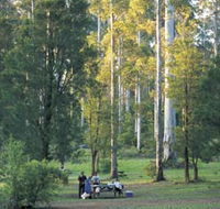 Big Brook Arboretum - Accommodation Mount Tamborine