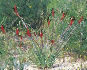 Kalbarri Wildflower Centre - Accommodation Mount Tamborine 0
