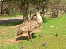 Ramsay SA Accommodation Mount Tamborine