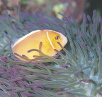Rowley Shoals - Accommodation Mount Tamborine
