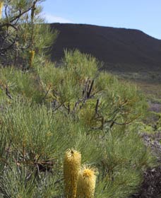 Accommodation Mount Tamborine