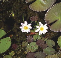 Parry Lagoons Nature Reserve - Accommodation Mount Tamborine