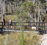 Forest Path Crooked Brook - Accommodation Mount Tamborine
