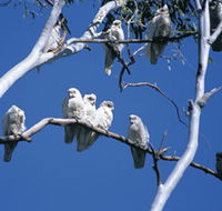 Carawine Gorge - Accommodation Mount Tamborine