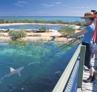 Shark Bay Marine Park - Accommodation Mount Tamborine