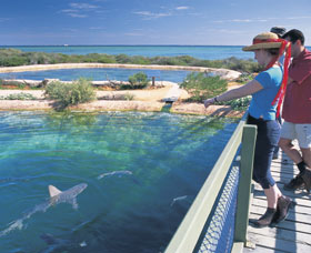 Shark Bay Marine Park - Accommodation Mount Tamborine 0